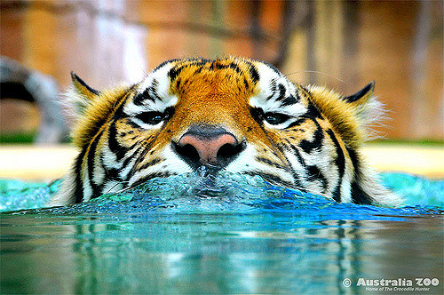 Tiger Swimmer